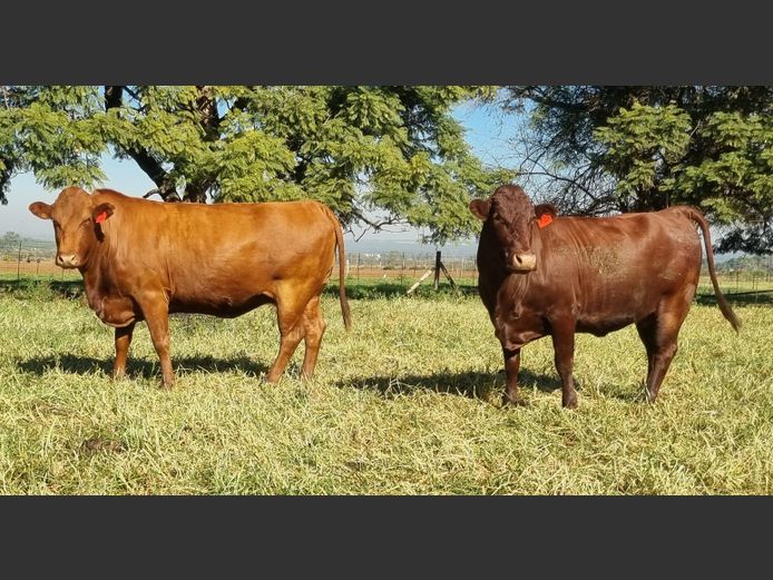 Commercial Animals | SH Bonsmaras