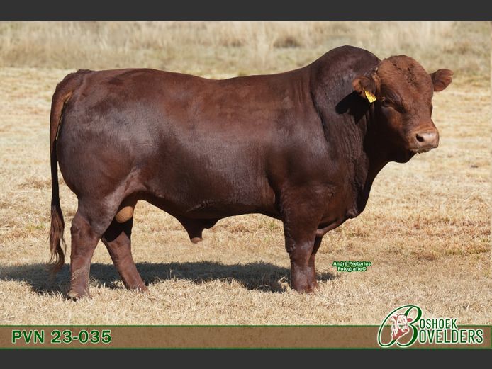PVN230035 | Boshoek Bovelders