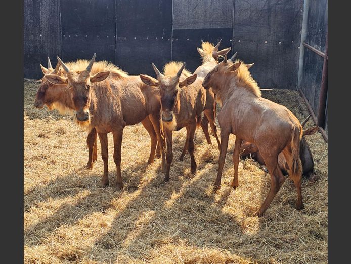 GOUE WILDEBEES | SCHOEMAN BOERDERY