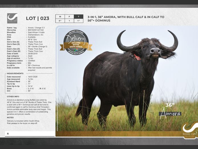 Buffalo | Woody Cape Wildlife (Pty) Ltd