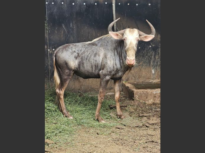 KING WILDEBEEST | VIKELA GAME