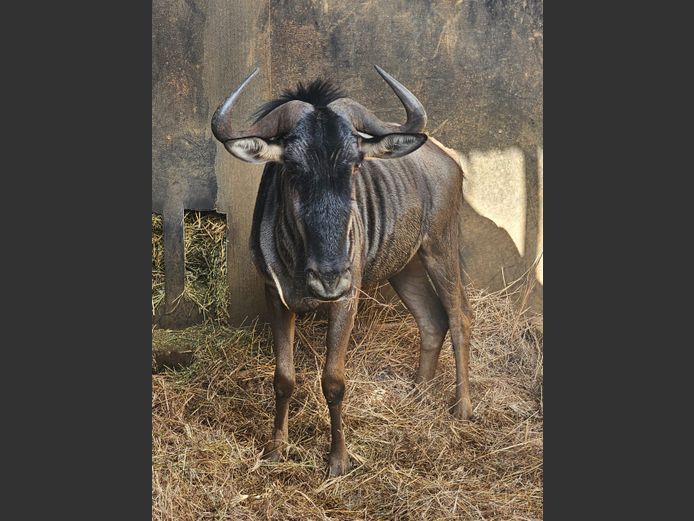 BLOUWILDEBEES | HANLEY WILDLIFE