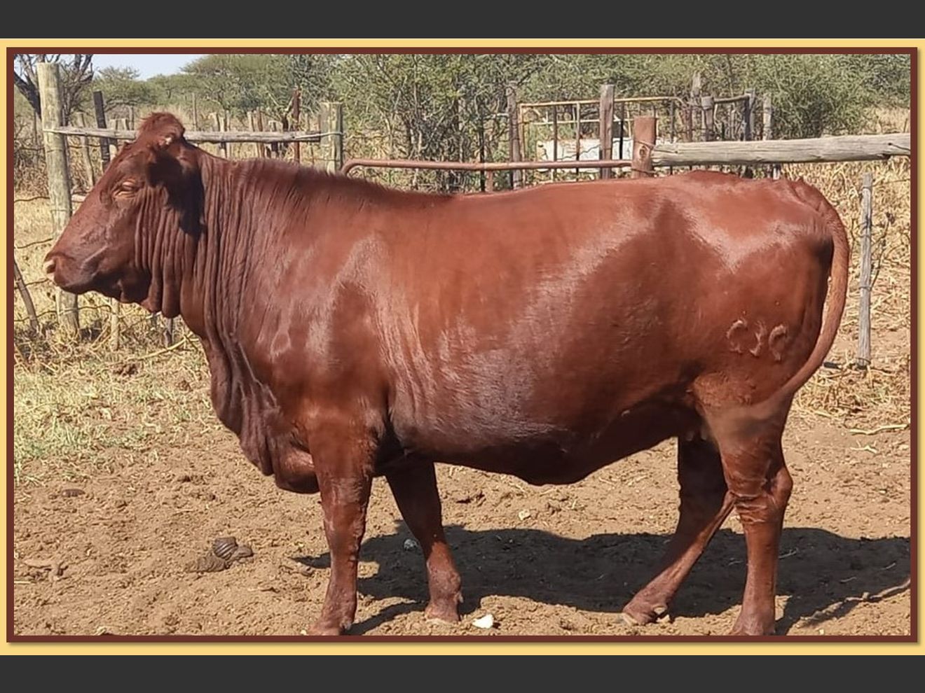 Lot 36 BRISTOW BONSMARA 51ST ANNUAL PRODUCTION SALE SwiftVEE Livestock & Cattle cast