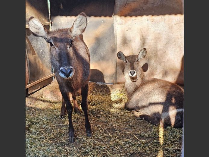 WATERBUCK | MABALINGWE