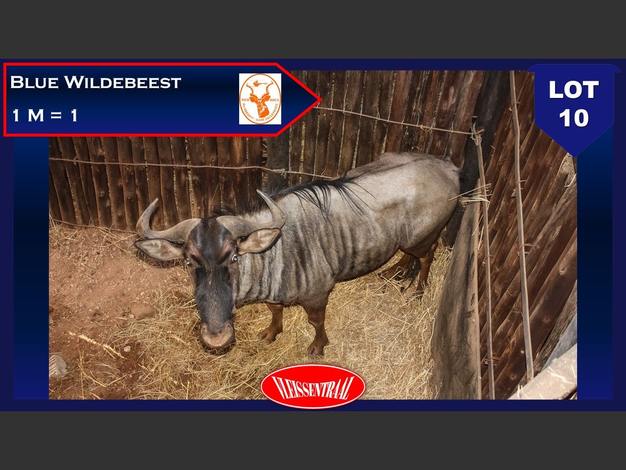 Lot 10 | NICO ROUX WILDVEILING | SwiftVEE | South Africa’s Leading ...