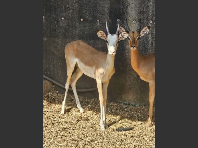 WHITE FLANKED
IMPALA | GHOST TRADING