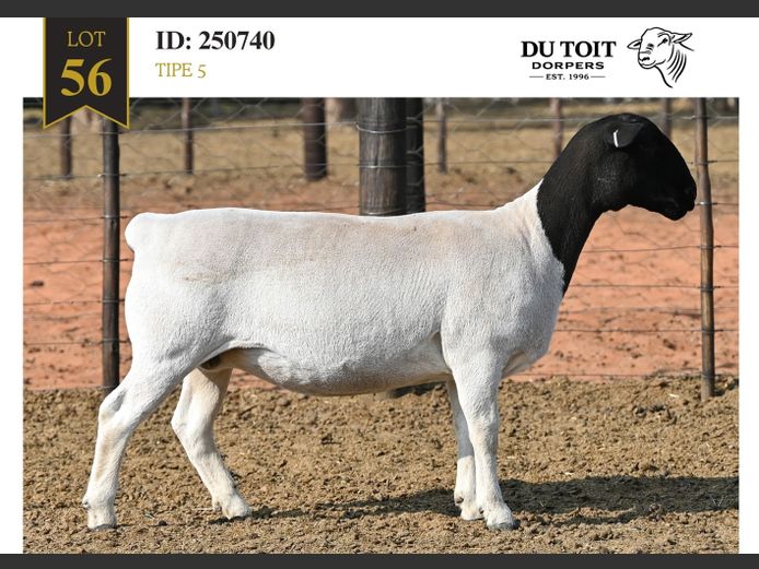 250740 | DU TOIT DORPERS