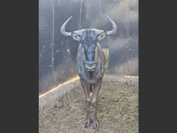 BLUE WILDEBEEST | DITJABE