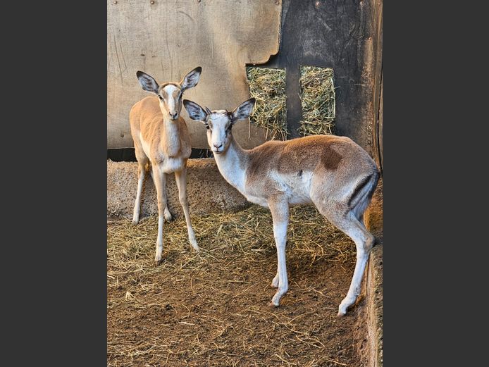 WHITE FLANK ROOIBOK | WILLIE O'BRIEN