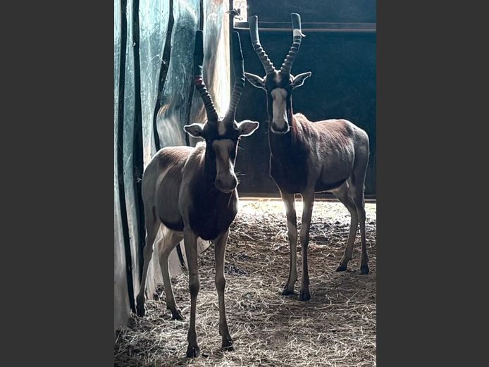 Saddleback Blesbok Ram