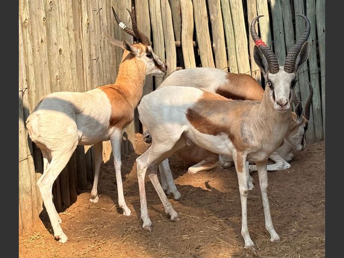 Konings Springbok Ram