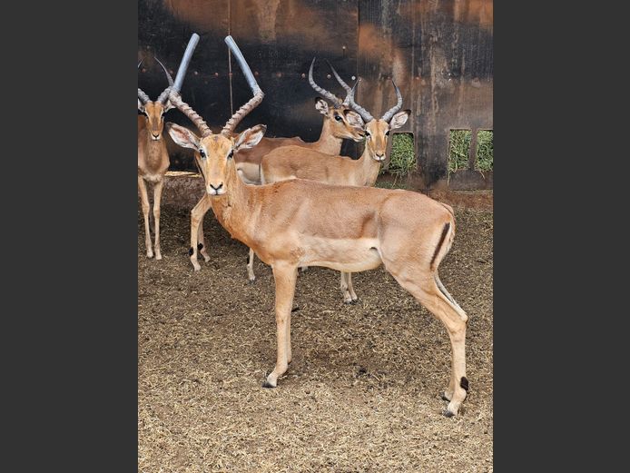 IMPALA | 3-SOUTH BDY