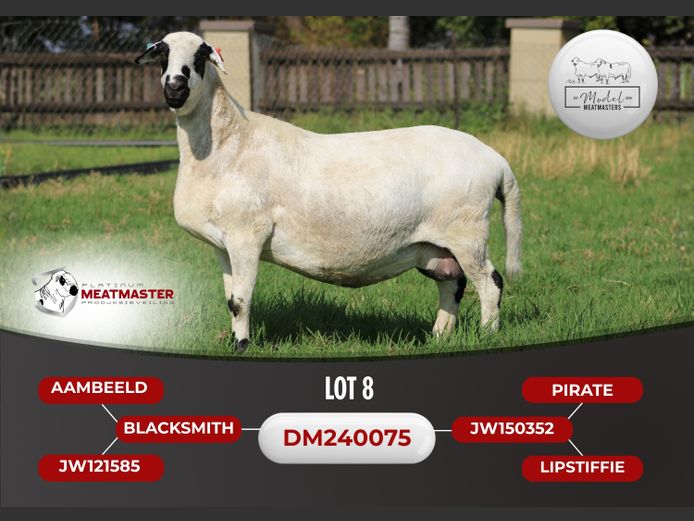 DM 24-0075 | Model Meatmasters