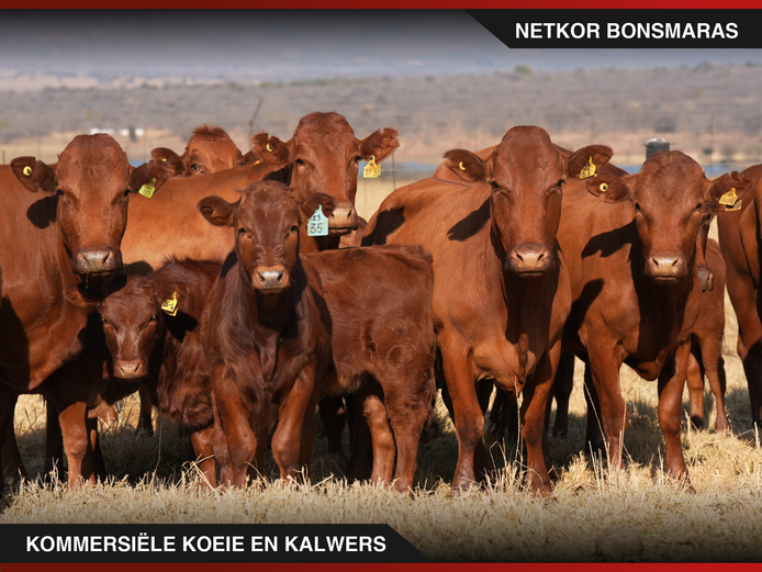 Commercial Animals | Netkor