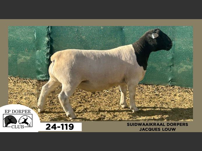 24-119  |  JACQUES LOUW - SUIDWAAIKRAAL DORPERS