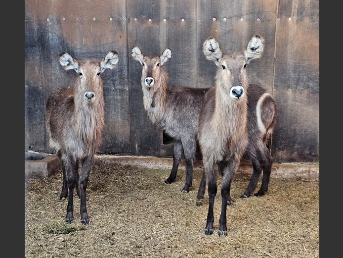 WATERBUCK | WN TRUST