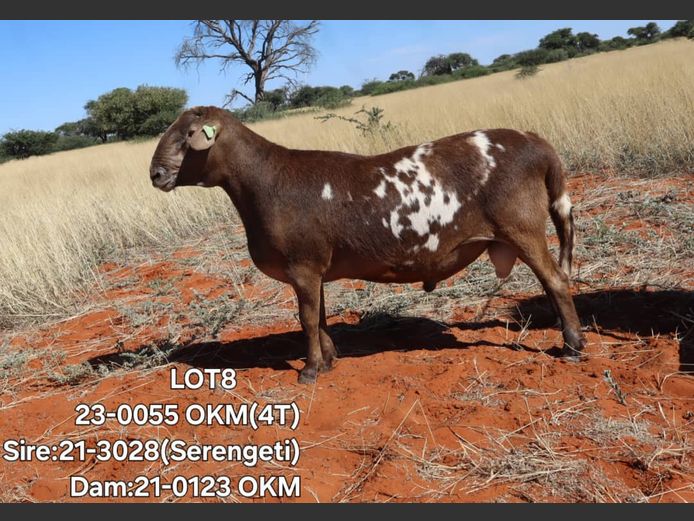 23-0055OKM | ELVIS TJIHO