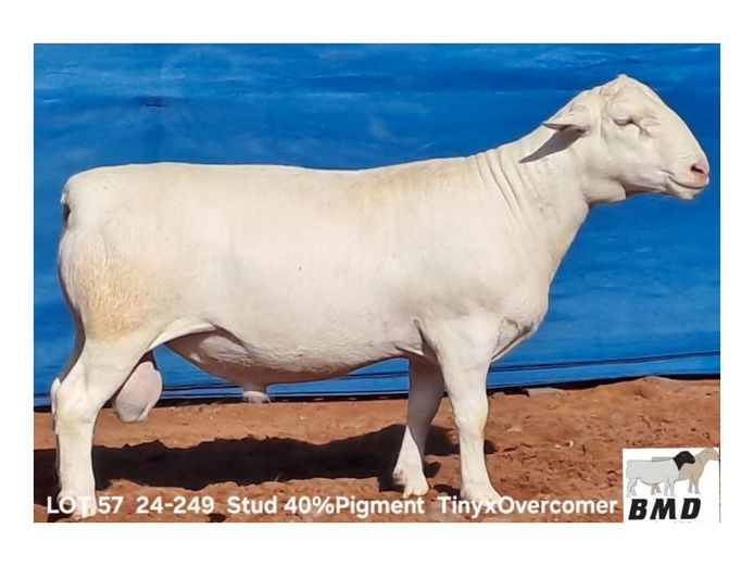 24-249 | BROER MARITZ DORPERS