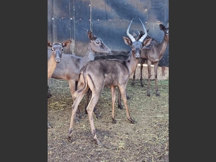 BLACK IMPALA | BIG HORN