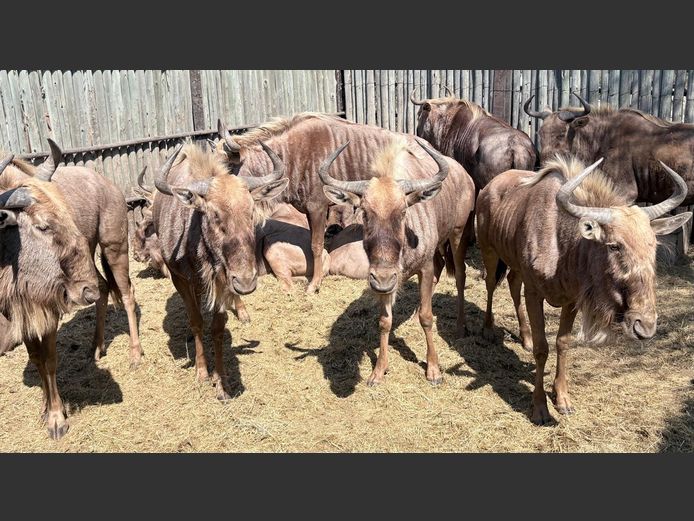 Goue Wildebees koeie