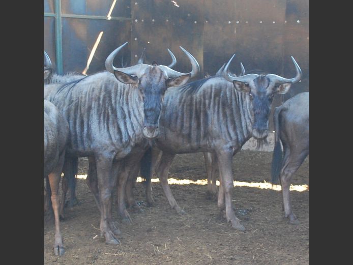 BLOUWILDEBEES | MABALINGWE