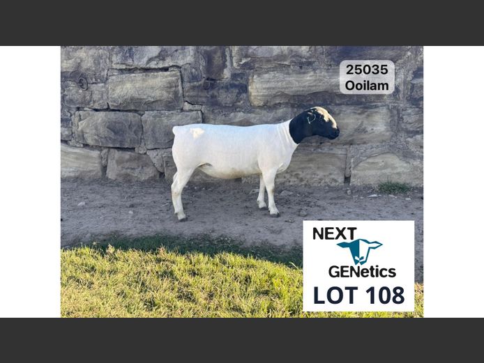 25035 | NEXT GENETICS