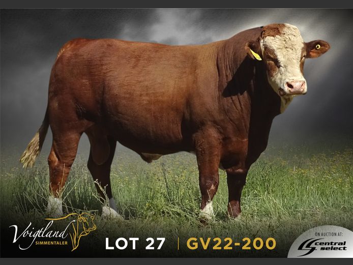 GV22-0200 | VOIGTLAND SIMMENTALER