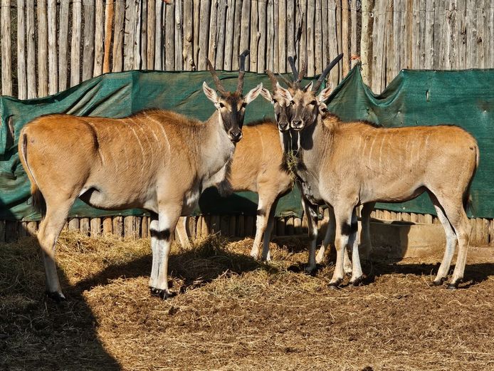 ELAND | UNICO PROJECTS