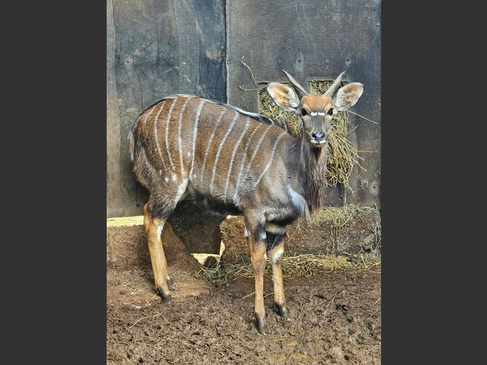 NYALA | EB WILD