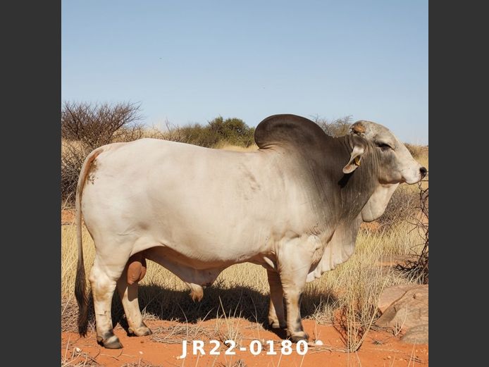 23-0180JR | WETMER BRAHMAN