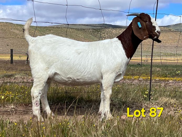 25-047 | Biedouw Boerbokstoet