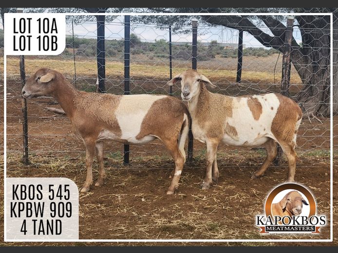 KPBW909 | Kapokbos Meatmasters