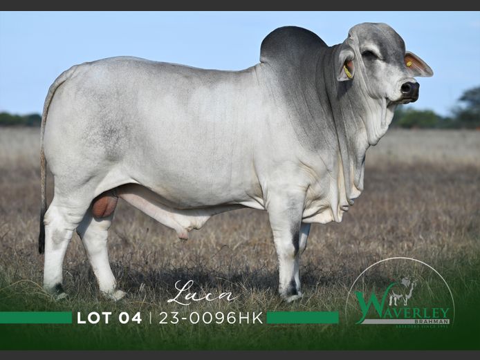 23-0096HK | WAVERLEY BRAHMAN