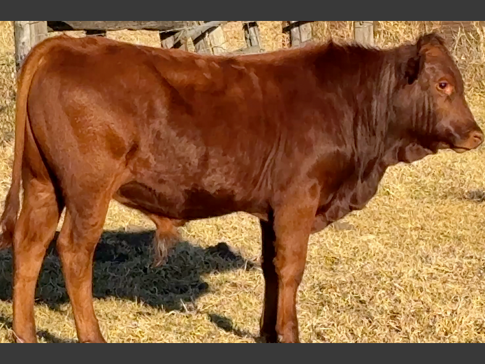 Intact Bull Calves | Fiona L. Portch