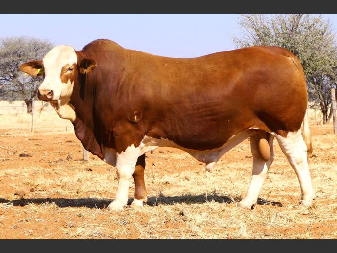 WW22105 | ONDEKA SIMBRA