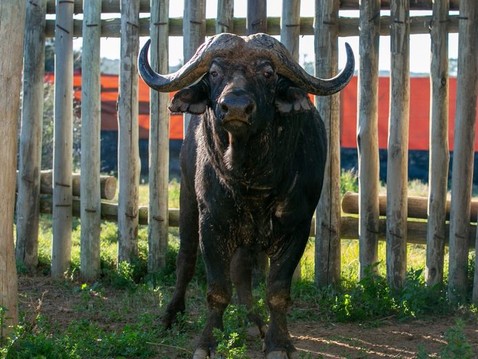 BUFFALO BULL | SIGNATURE WILDLIFE