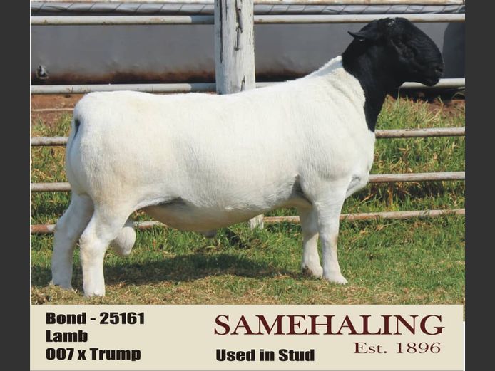 25161 | Samehaling Dorper
