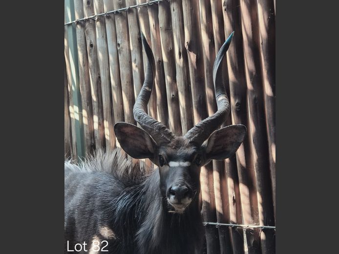 NYALA | KOBIE BARNARD