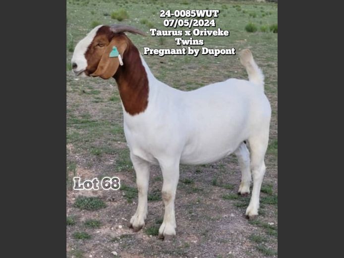 24-0085WUT | ORIVEREKE KLEINVEE STUD