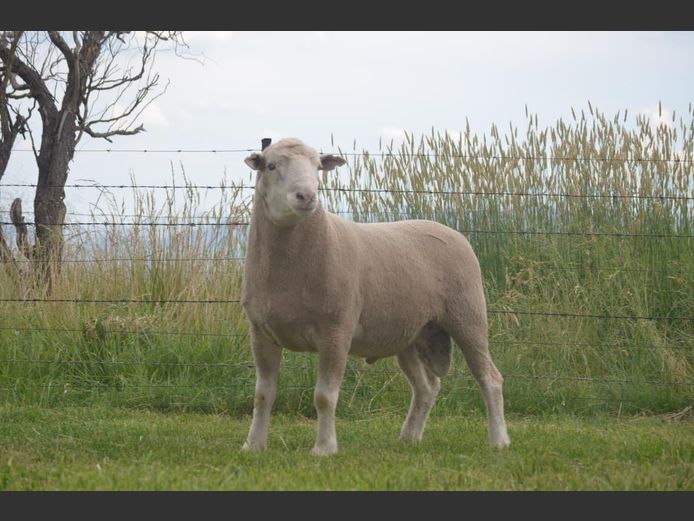 T 240124 | TWEE BROERS DORMER STOET