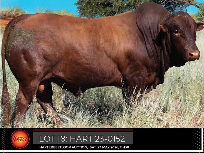 HART230152HH(c) | HARTEBEESTLOOP BONSMARA