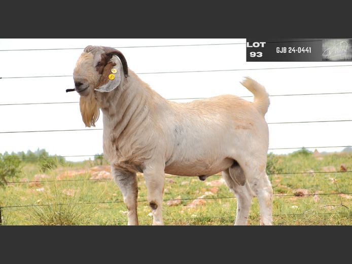 GJB24-0441 | G VAN WYK