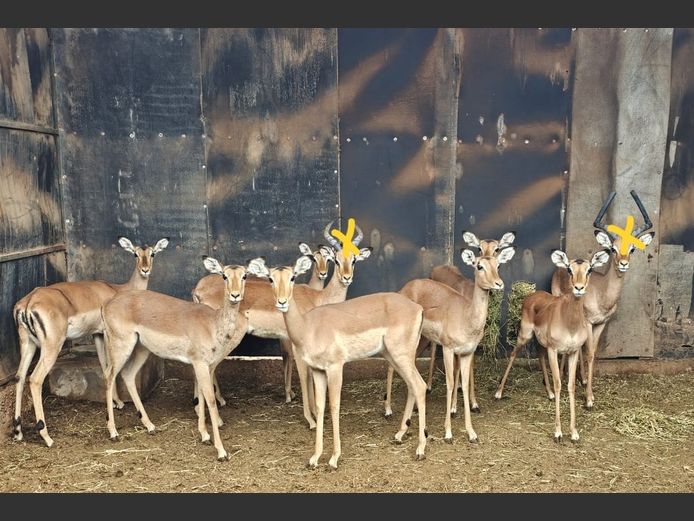 IMPALA | DIAMOND MINE