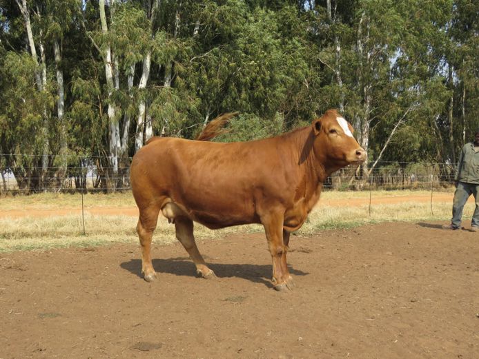 REG21619 | C RAUTENBACH