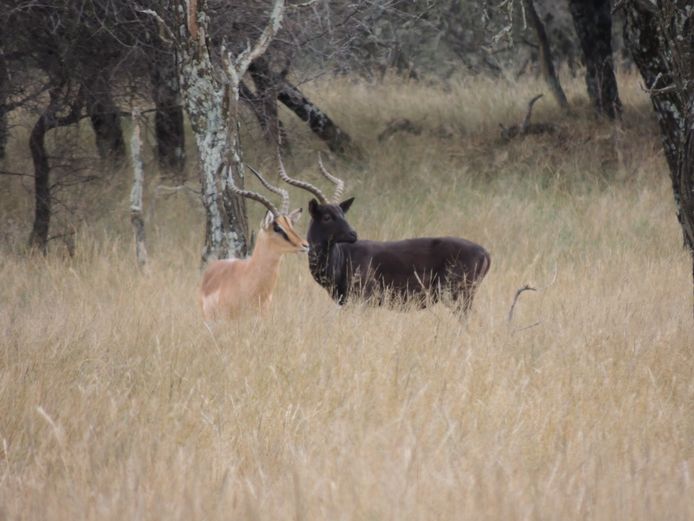 SWART ROOIBOK RAM
