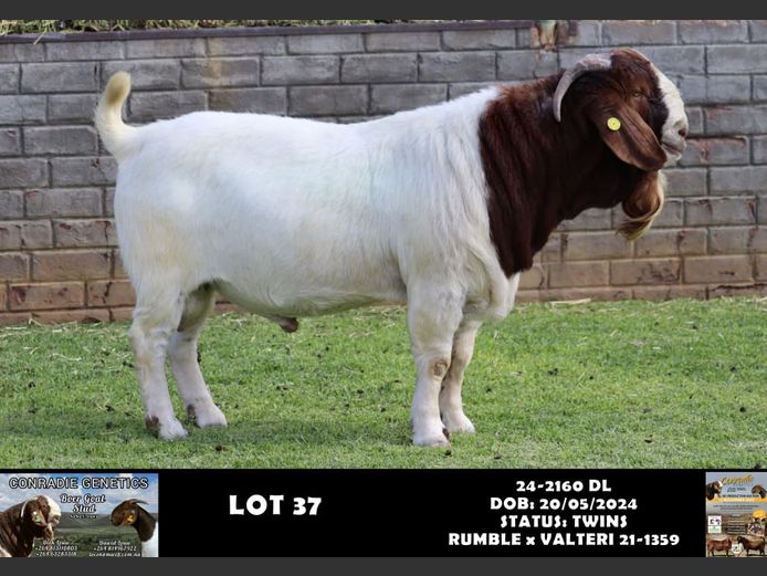 24-2160 DL | DAWID LOUW