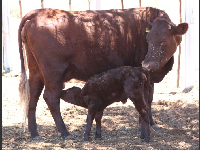 COMMERCIAL HEIFERS | DANCEL SUSSEX ZUCHT