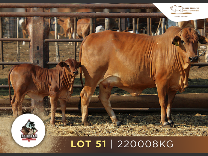 22-0008KG | GUNZEL BORAN