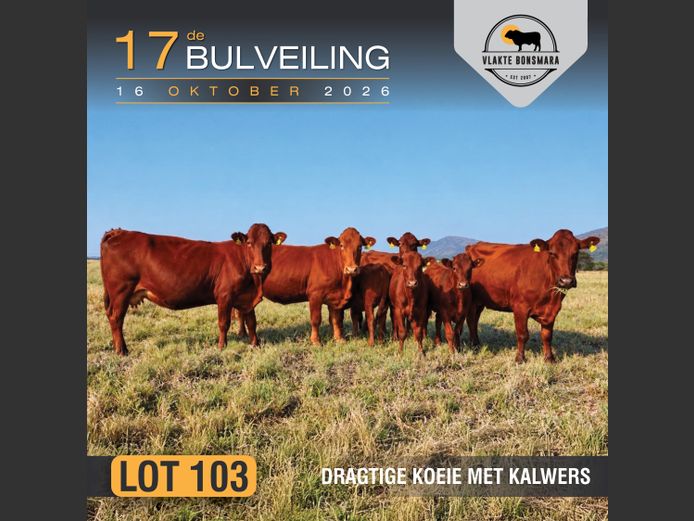 Commercial Animals | Moorddrift Bonsmaras