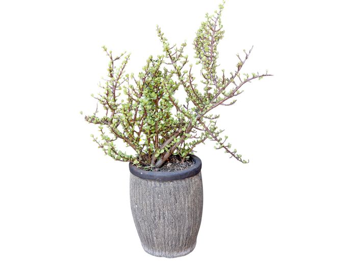 Portulacaria afra (Spekboom) in a Textured Cement Urn Planter